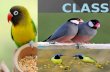 What are birds ?  Birds(class Aves) are feathered, winged, bipedal, endothermic (warm- blooded), egg-laying, vertebrate animals. With around 10,000 living.