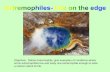 Objective: Define Extremophile, give examples of conditions where some extremophiles live and study one extremophile enough to write a cartoon about its.