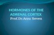 Prof.Dr.Arzu Seven. HORMONES OF THE ADRENAL KORTEX.