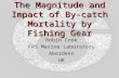 The Magnitude and Impact of By-catch Mortality by Fishing Gear Robin Cook FRS Marine Laboratory Aberdeen UK.