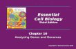 Chapter 10 Analyzing Genes and Genomes Essential Cell Biology Third Edition Copyright © Garland Science 2010.