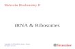 TRNA & Ribosomes Copyright © 1999-2008 by Joyce J. Diwan. All rights reserved. Molecular Biochemistry II.