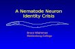 A Nematode Neuron Identity Crisis Bruce Wightman Muhlenberg College.