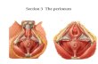 Section 3 The perineum Urogenital triangle Anal triangle Male Section 3 The perineum.