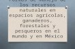 Formas de manejo de los recursos naturales en espacios agrícolas, ganaderos, forestales y pesqueros en el mundo y en México.