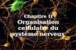 Chapitre II Organisation cellulaire du système nerveux.