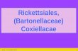 Vendredi 10 janvier 20141 Rickettsiales, (Bartonellaceae) Coxiellacae.