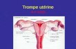 Trompe utérine A-P UZEL Trompe utérine La trompe utérine ou salpinx = conduit musculo membraneux pair qui prolonge une corne utérine Livre passage au.