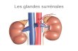 Les glandes surrénales. Le corps possède 2 glandes surrénales, une sur chaque rein :