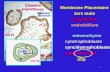 1 Membrane placentaire Membrane Placentaire 1ers mois sang foetal sang foetal endothélium endothélium mésenchyme mésenchymecytotrophoblastesyncitiotrophoblaste.