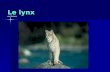 Le lynx par Zachary. Mon animal est le loup-cervier ou le lynx. Le lynx est un félin tout comme le chat.