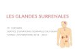 LES GLANDES SURRENALES Dr CHENAFA SERVICE DANATOMIE NORMALE CHU ORAN ANNEE UNIVERSITAIRE 2011 - 2012.