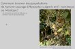 Comment trouver des populations de haricot sauvage (Phaseolus vulgaris et P. coccineus) au Mexique? ou comment se servir du GIS pour se rendre la vie (un.