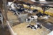 Quelles est la relation entre l’utilisation des logettes et les risques de blessures des vaches laitières? Promotion 151 Spécialité Agriculture Parcours.