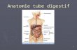1 Anatomie tube digestif. 2 Anatomie grèle - colon ► Duodenum  Bulbe, D1  D2 : papille majeure (Voie biliaire p, Wirsung) papille mineure (canal Santorini)