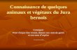 Connaissance de quelques animaux et végétaux du Jura bernois Consigne: Pour chaque être vivant, donner son nom de genre et son nom d’espèce M. Leonardi,