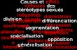 Causes et effets néfastes des stéréotypes sexués division segmentation différenciation spécialisation opposition inégalités conditionnemen t engrenage.