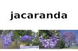 Jacaranda. La description de jacaranda Le jacaranda est un arbuste ou même un petit arbre dans sa région d'origine. Cultivé dans nos régions, il n'a d'abord.