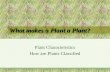 Plant Kingdom PowerPoint