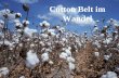 Cotton Belt im Wandel. Beltstruktur in den USA weite Räume mit einheitlich klimatischen Verhältnissen große zusammenhängende Agrarflächen Belt-Struktur.