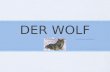 DER WOLF Von Bruno und Stefan. DIE JAGd Die Wölfe jagen im Rudel. Sie jagen möglichst schwache Tiere z.b. Junge und kranke Tiere Ab einem grossen Tier.