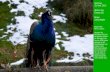 Sonntag, 15. Dez. 2013 Walter Zoo Gossau SG Bilder: Carlos Bigler Blauer Pfau Pavo cristatus Wussten Sie … Der Blaue Pfau gilt als ältester bekann- ter.