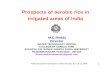 Prospects of Aerobic Rice in Irrigated Areas of India