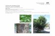 Columnar English Oak, Quercus robur ‘Fastigiata - Delaware Center for Horticulture