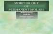 Morphology of Molars