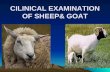 CILINICAL EXAMINATION OF SHEEP& GOAT
