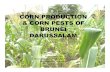 Corn Production & Corn Pests in Brunei Darussalam