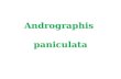 Andro G - Andrographis Paniculata - General Research 33 Slides