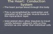 Conduction System of the Heart Ppt 2