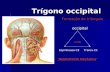 Trígono occipital Trígono occipital Formação do triângulo Formação do triângulo occipital occipital DOR Transv.C1Espinhoasa C2 NEUROPATIA MECÂNICA.
