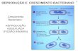 1 REPRODUÇÃO E CRESCIMENTO BACTERIANO Crescimento Bacteriano: REPRODUÇÃO ASSEXUADA (FISSÃO BINÁRIA)