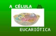 A CÉLULA EUCARIÓTICA. ... A célula é a unidade básica, estrutural e funcional de todos os seres vivos... A maioria das células têm um tamanho de 10 a.