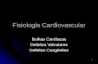 1 Fisiologia Cardiovascular Bulhas Cardíacas Defeitos Valvulares Defeitos Congênitos.