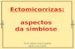 Ectomicorrizas: aspectos da simbiose Prof. Admir José Giachini MIP-CCB-UFSC.