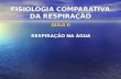 FISIOLOGIA COMPARATIVA DA RESPIRAÇÃO AULA II RESPIRAÇÃO NA ÁGUA.