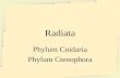 Radiata Phylum Cnidaria Phylum Ctenophora. CLASSIFICAÇÃO TRADICIONAL DO REINO ANIMALIA Super-Reino Parazoa Filo Porifera Super-Reino Eumetazoa Sub-Reino.