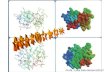Profa. Lusia Belo Bezerra/2012. O que são proteínas? São macromoléculas compostas por aminoácidos que exercem inúmeras funções biológicas dentro das células.