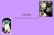 Harpia A maior ave de rapina do mundo. Localização geográfica É encontrada no México, América Central, Brasil, Argentina e Colômbia.