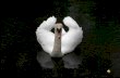 CISNE BRANCO POEMA de LAURA VIEIRA Cisne branco que deslizas pela vida serenamente !...