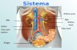 Sistema urinário Bexiga Rim Uréter Veia cava inferior Artéria renal Rim Artéria aorta Veia renal.