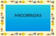 MICORRIZAS. ¿Qué es una micorriza? Mico: quiere decir HONGO Riza: quiere decir RAÍZ ENTONCES MICORRIZA ES: La asociación entre algunas especies de hongos.