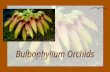 Bulbophyllum es el género de Orquídeas que tiene asignadas mayor número de especies unas 1800 especies de hábito epífitas.Se encuentran en las selvas.