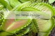 The venus flytrap