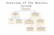 Neuron and nervous system visuals edt 5