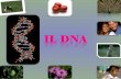 Dove si trova Ogni cellula di un organismo contiene, nel nucleo, un insieme di cromosomi costituiti da DNA e da proteine. Allinterno dei cromosomi risiedono.