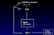 GH fegato / altri tessuti IGF-1 GHRH/Somatostatina (-) cellula bersaglio (-)(+)